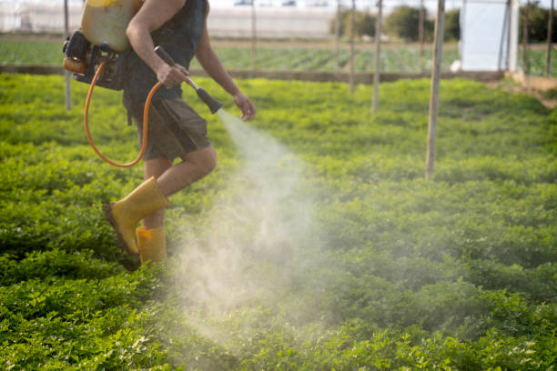 Best Mosquito Control Services  in South Kensington, MD