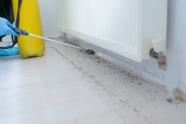 Best Bed Bug Extermination  in South Kensington, MD